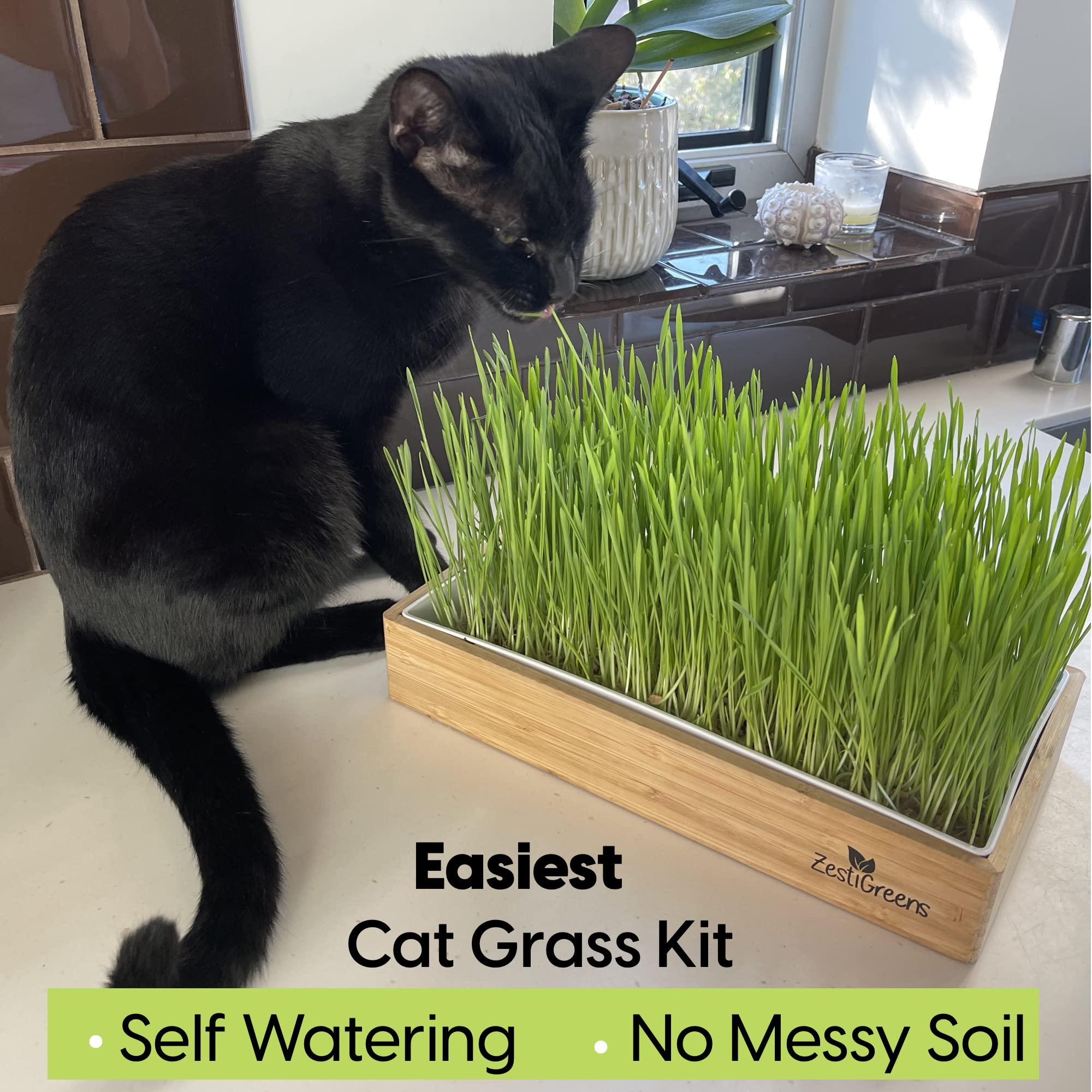 Self-Watering Cat Grass Kit. Hands Down The Easiest Way to Grow Cat Grass. Includes Everything for a Big, Healthy Crop.