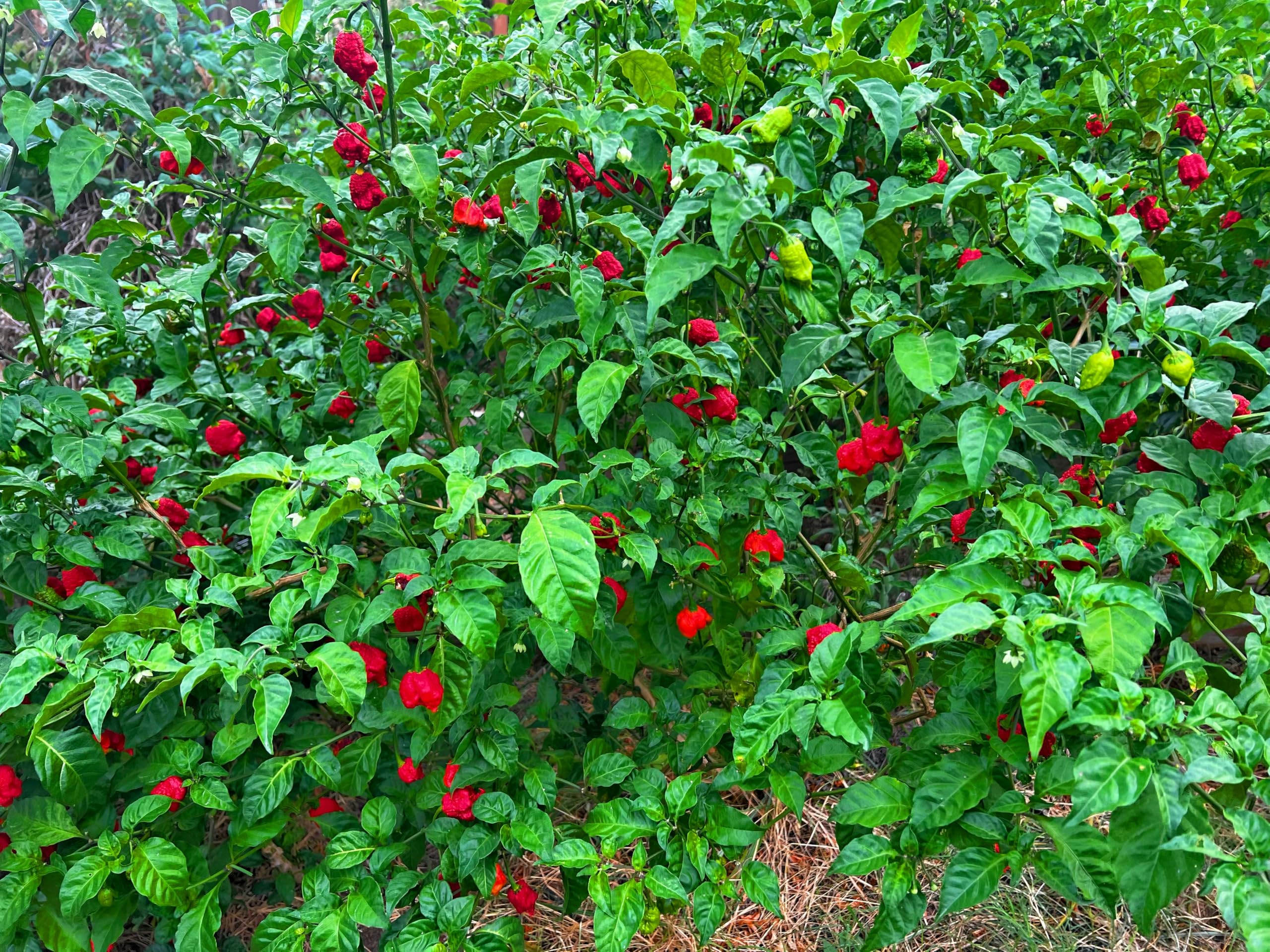 Carolina Reaper Seeds – World’s Hottest Pepper – Heirloom Quality, 10+ Seeds Per Pack