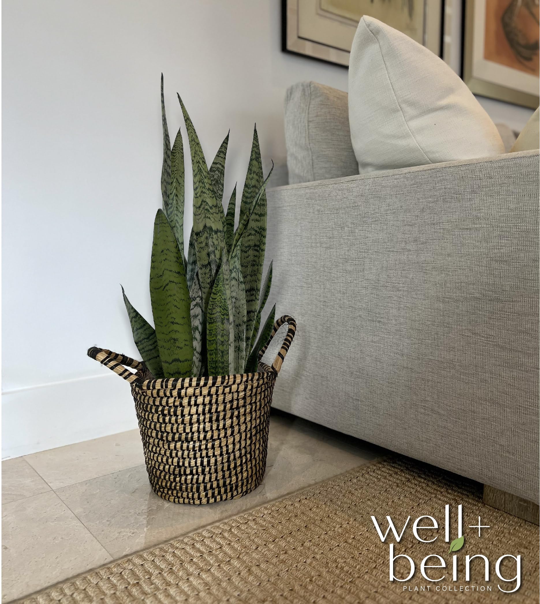 Nature's Way Farms, Sansevieria Zeylanica, Snake Plant, Live Houseplant, Easy Care, Air-Purifying (25-30 in. Tall) in Grower Pot