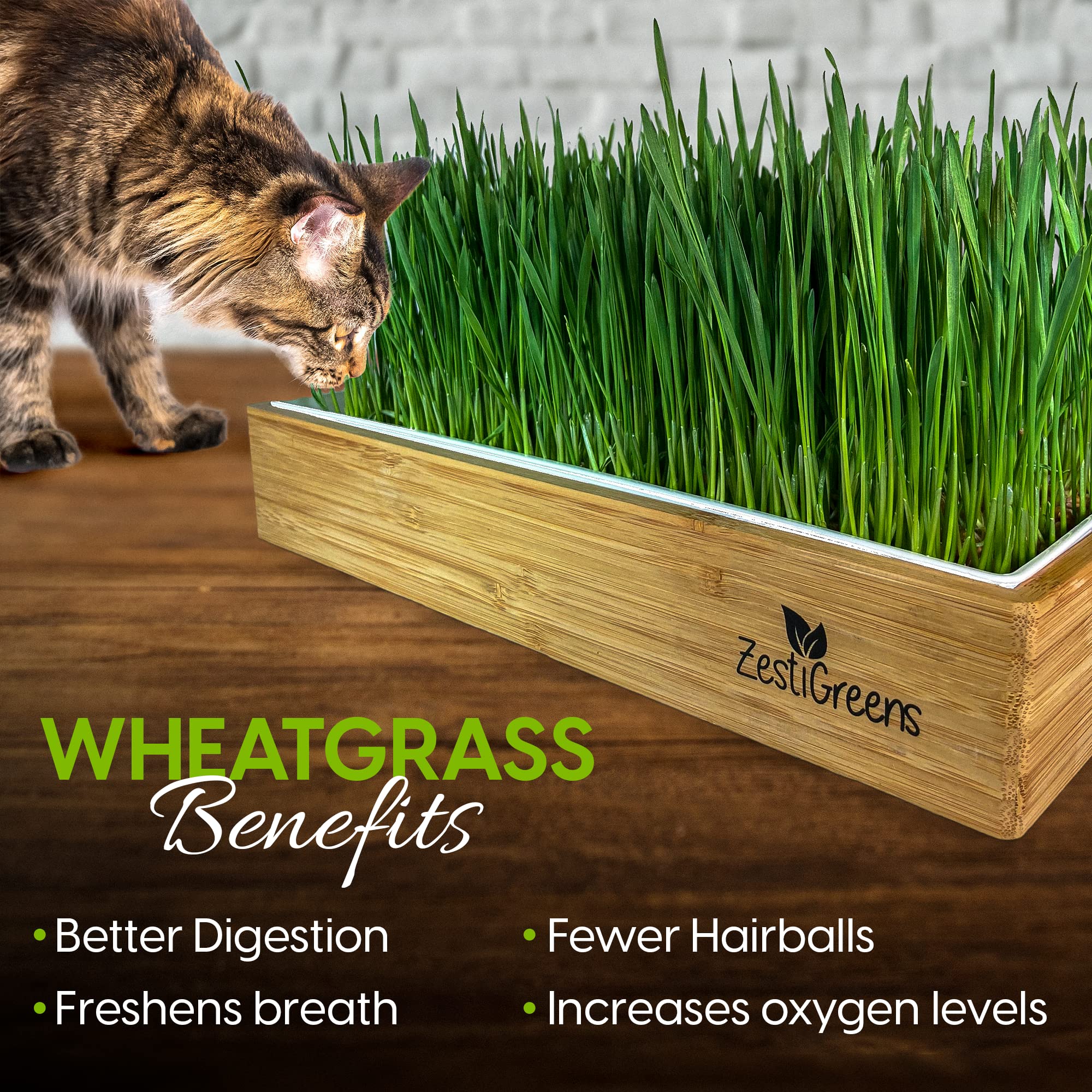 Self-Watering Cat Grass Kit. Hands Down The Easiest Way to Grow Cat Grass. Includes Everything for a Big, Healthy Crop.