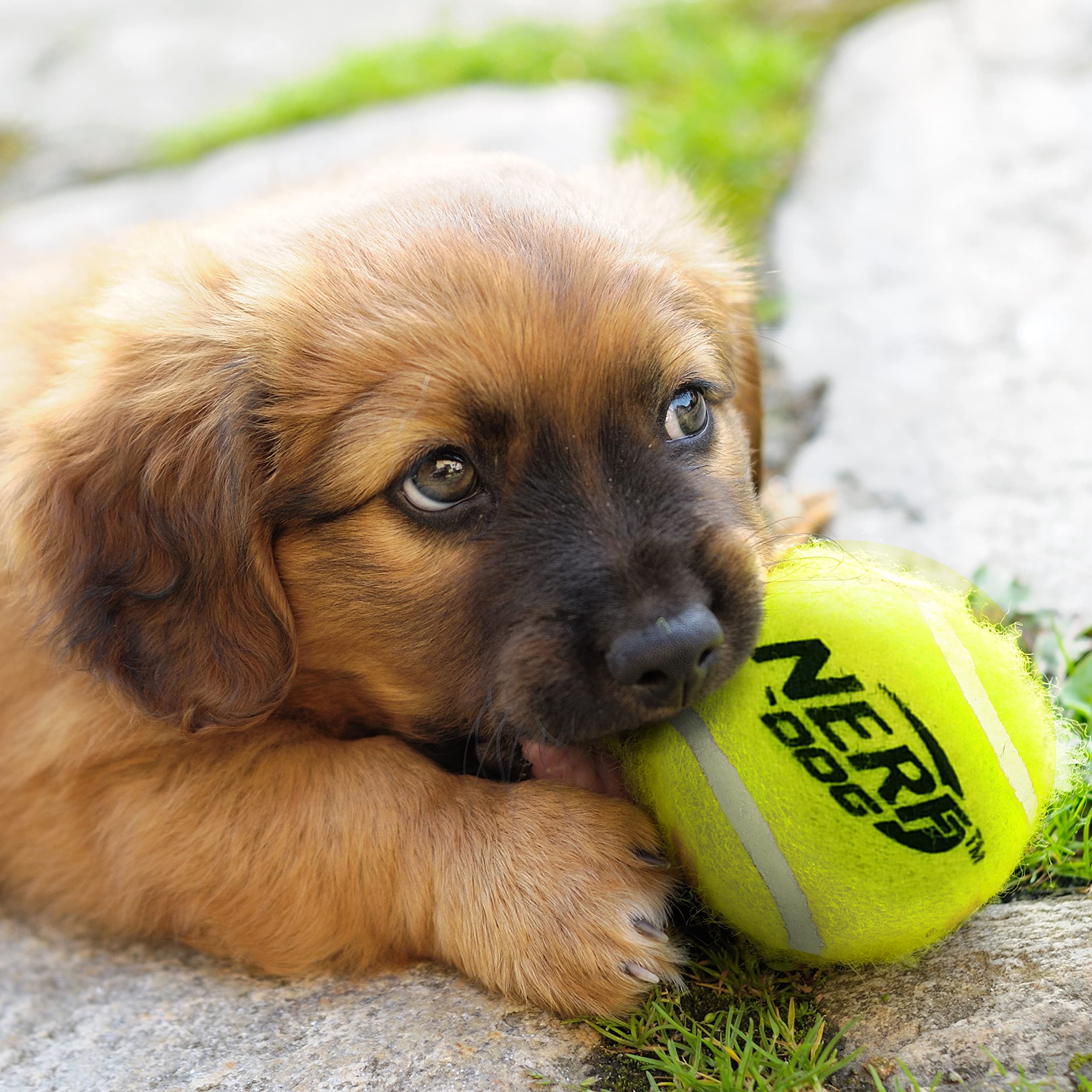 Nerf Dog Tennis Ball Blaster Dog Toy Gift Set, Tennis Ball Dog Fetch Toy Launches up to 50 ft, Dog Ball Thrower for All Breeds Includes Translucent Blue Tennis Ball Launcher and 3 Dog Tennis Balls