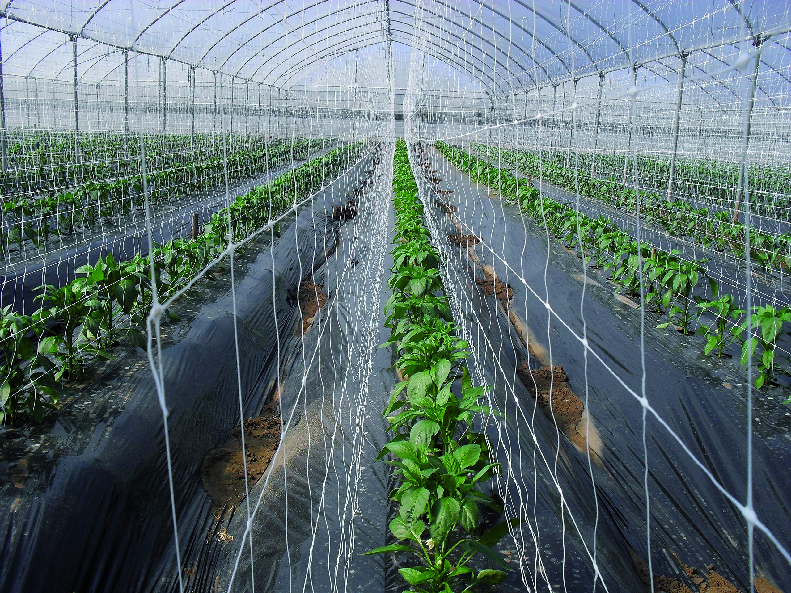 Tenax Hortonova Plant Trellis Net Lm, 67" x 328', White