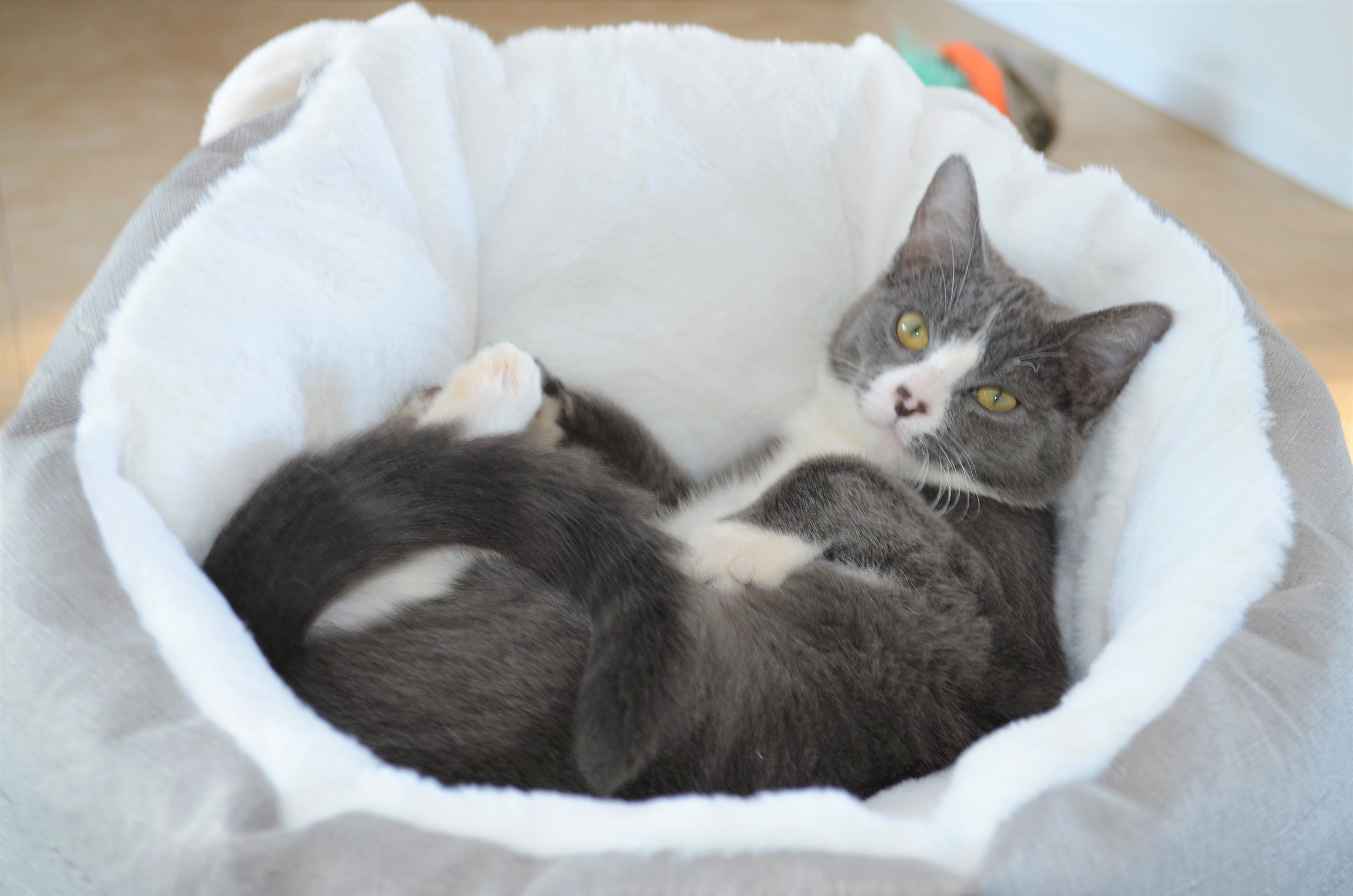 Cat Bed Sleeping Bag (Grey-Small)