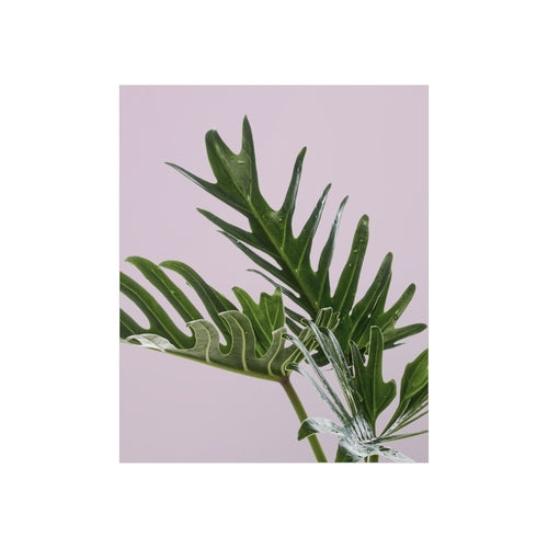 Philodendron Pink Poster