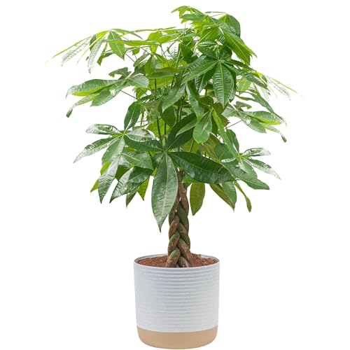 Costa Farms Money Tree Live Plants (2-Pack), Easy to Grow Houseplants in Indoor Garden Pot, Pachira Bonsai in Potting Soil, Birthday, Housewarming, Thank You Gift, Office and Home Decor, 3-4 Feet Tall