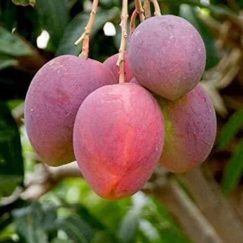 Red Mango Seeding Tree in Pot, Mango Fruit Tree Live Plant, 8-14 Inc Tall