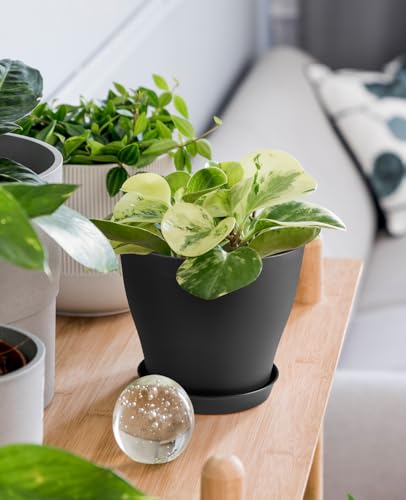 homenote Plant Pots, Set of 15 Plastic Planters with Multiple Drainage Holes and Tray 6 inch Indoor Plant Pot for All Home Garden Flowers Succulents (Black)