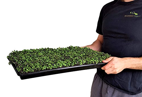 Bootstrap Farmer Microgreen Trays No Holes, 5 Pack White, Extra Strength Shallow 1020 Tray Grow Microgreens Wheatgrass Fodder Sprouting Plants
