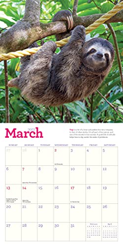 Original Sloths Mini Wall Calendar 2022: 12 Months of Irresistible Cuteness, Sloth Trivia, Stories, and Facts