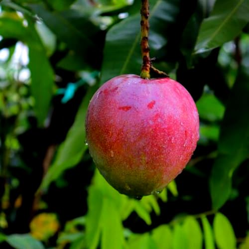 Red Mango Seeding Tree in Pot, Mango Fruit Tree Live Plant, 8-14 Inc Tall