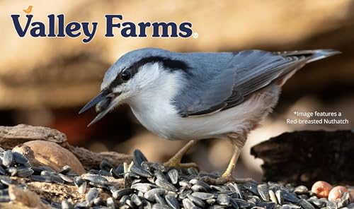 Valley Farms Black Oil Sunflower Seed Wild Bird Food 10 LB 2-Pack (20 LB Total) for Outside Feeders, Sunflower Seeds for Birds, Wild Bird Seed for Outside Feeders