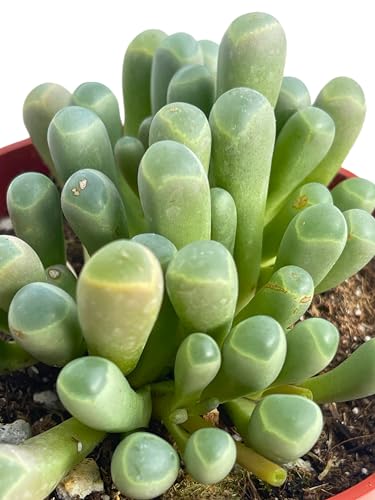 Live Succulent 4" Variegated String of Pearls, Succulents Plants Live, Succulent Plants Fully Rooted Hanging House Plant for Home Office Decoration, DIY Projects Party Favor Gift by The Succulent Cult