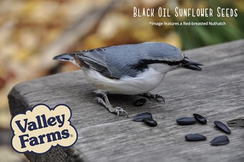 Valley Farms Black Oil Sunflower Seed Wild Bird Food 10 LB 2-Pack (20 LB Total) for Outside Feeders, Sunflower Seeds for Birds, Wild Bird Seed for Outside Feeders