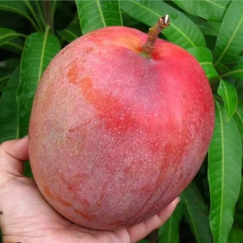 Red Mango Seeding Tree in Pot, Mango Fruit Tree Live Plant, 8-14 Inc Tall