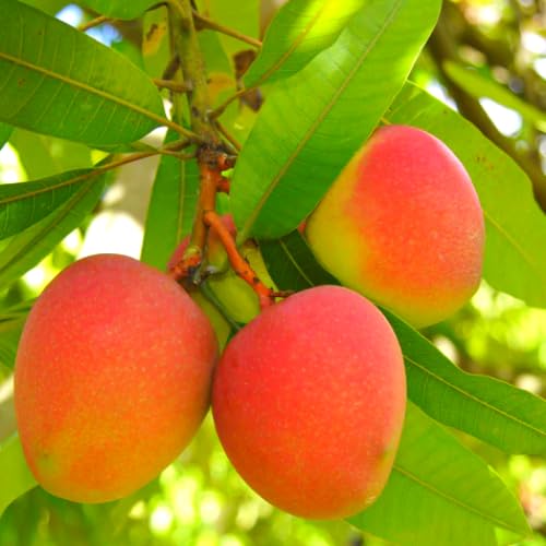 Red Mango Seeding Tree in Pot, Mango Fruit Tree Live Plant, 8-14 Inc Tall