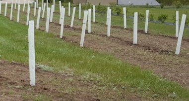 48" Miracle Tree Tube (10)