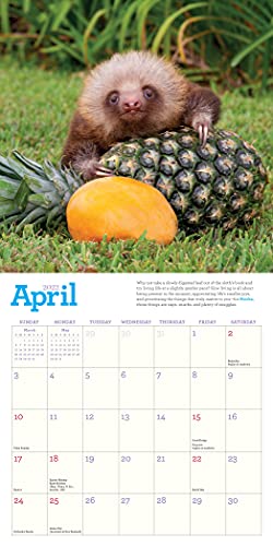 Original Sloths Mini Wall Calendar 2022: 12 Months of Irresistible Cuteness, Sloth Trivia, Stories, and Facts