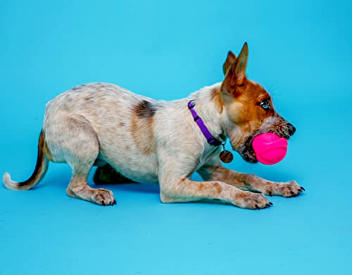 Hartz DuraPlay Bacon Scented Dog Toys, Small (Assorted Color)