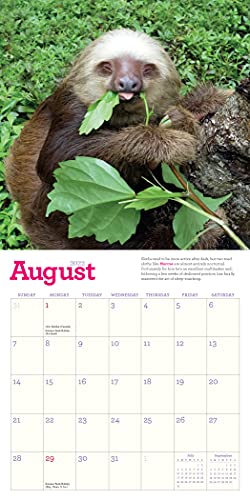 Original Sloths Mini Wall Calendar 2022: 12 Months of Irresistible Cuteness, Sloth Trivia, Stories, and Facts
