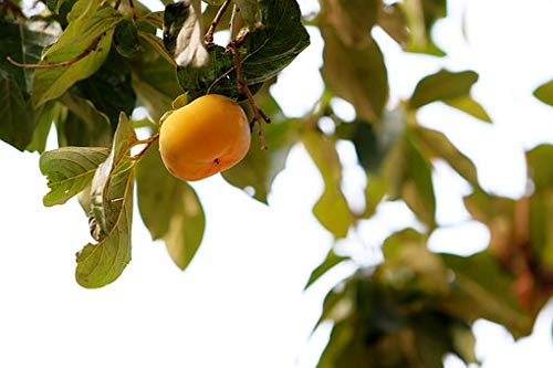 Fresh Persimmons- 5LBS