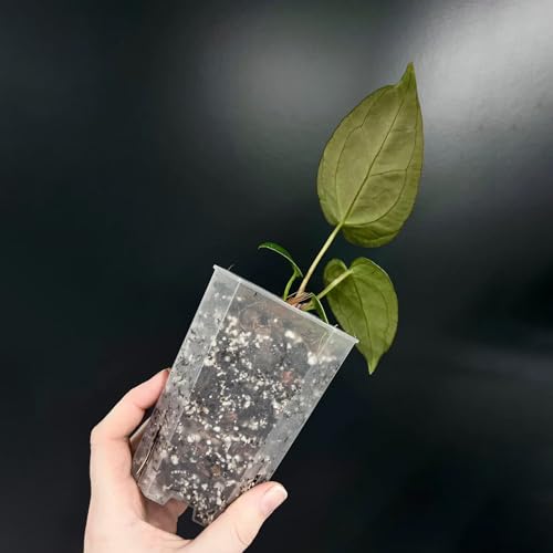 15 Pack Thickened Clear Planter Nursery Pots with Drainage Hole, Seedling Pots with Planting mat Plastic Plant Pot Planter Seed Starter Flower Pots with 15pcs Labels