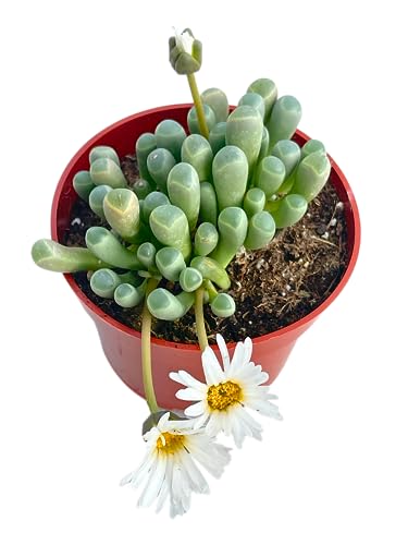 Live Succulent 4" Variegated String of Pearls, Succulents Plants Live, Succulent Plants Fully Rooted Hanging House Plant for Home Office Decoration, DIY Projects Party Favor Gift by The Succulent Cult
