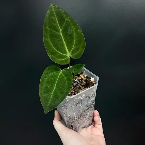 15 Pack Thickened Clear Planter Nursery Pots with Drainage Hole, Seedling Pots with Planting mat Plastic Plant Pot Planter Seed Starter Flower Pots with 15pcs Labels