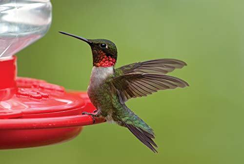 First Nature 3090 32-ounce Hummingbird Flower Feeder