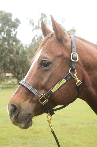 Tack Shack of Ocala Leather Halter with Customized Engraved Name Plate Option Halter for Horse | Brown/Brass, Padded Halter (Blue or Green) Black/Brass, Black/Chrome Options (Weanling/Small Pony)