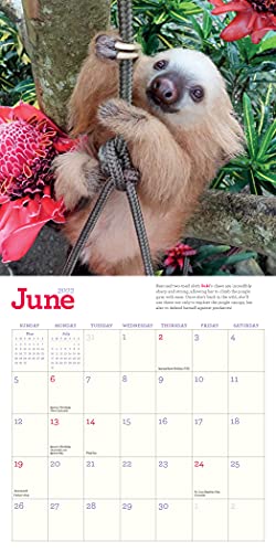 Original Sloths Mini Wall Calendar 2022: 12 Months of Irresistible Cuteness, Sloth Trivia, Stories, and Facts