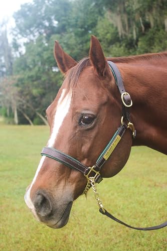 Tack Shack of Ocala Leather Halter with Customized Engraved Name Plate Option Halter for Horse | Brown/Brass, Padded Halter (Blue or Green) Black/Brass, Black/Chrome Options (Weanling/Small Pony)