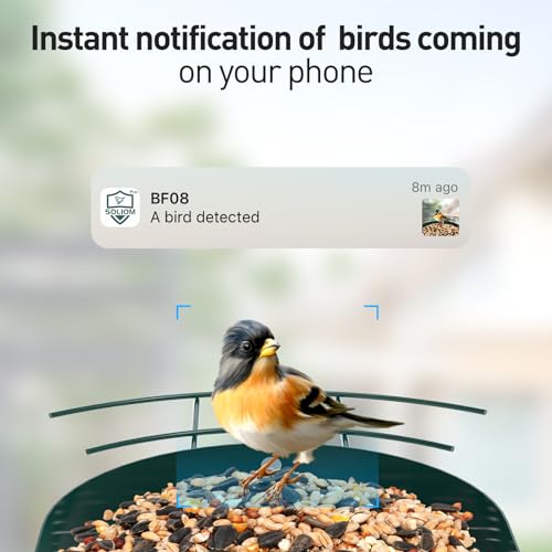 Soliom Bird Feeder with Camera Wireless Outdoor with AI Identify Bird Species, Smart Wild Bird Watching Cam, Live View, Motion Triggered Notification, 3W Solar, 1.6L Small Size-Metal Case BF08S-G