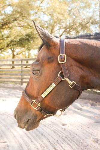 Tack Shack of Ocala Leather Halter with Customized Engraved Name Plate Option Halter for Horse | Brown/Brass, Padded Halter (Blue or Green) Black/Brass, Black/Chrome Options (Weanling/Small Pony)