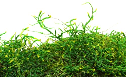 SuperMoss (25325) Forest Moss Preserved, Fresh Green, 3 Pounds