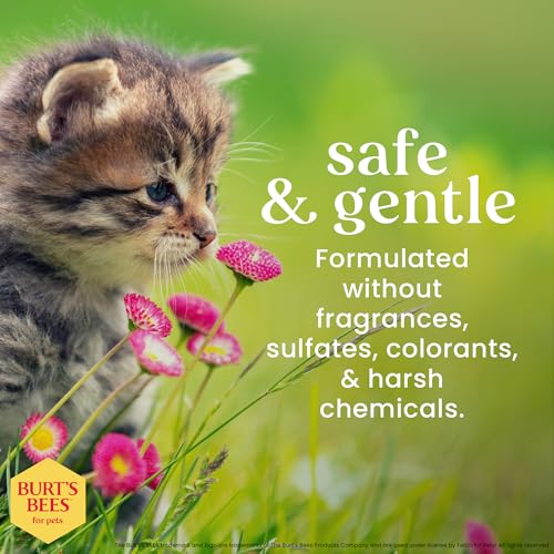 Burt's Bees for Pets Tearless Kitten Shampoo with Buttermilk, 99.3% Natural Origin Formulas, Pet Cleanser for Cats, Gentle Cat Wash for Itchy Skin, 2pk, 10 oz