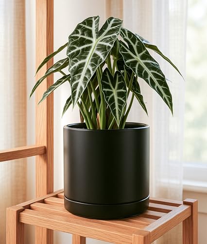 D'vine Dev 14 Inch Ceramic Planter Pot with Drainage Hole and Saucer, Indoor Cylinder Round Planter Pot, White, 94-O-G-1