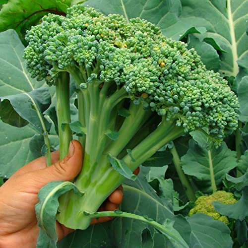 Organic Broccoli Seeds (Waltham 29) - Approx 750 Seeds - USDA Organic, Non-GMO, Open Pollinated, Heirloom, USA Origin