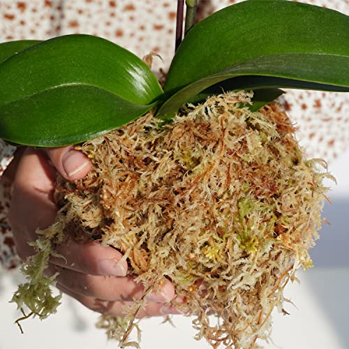 Kapecute 5oz Sphagnum Moss for Plant Propagation, Great Orchid Potting Mix, Help with Maintain Humidity