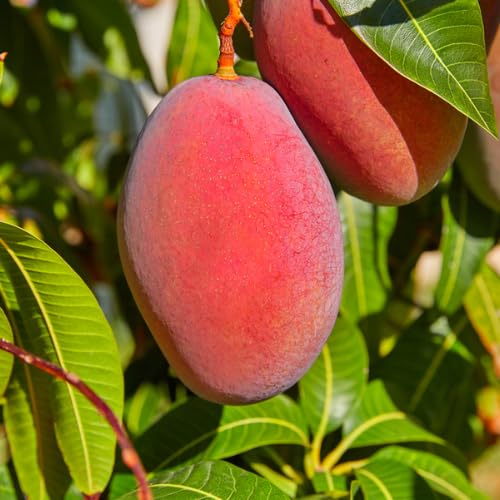 Red Mango Seeding Tree in Pot, Mango Fruit Tree Live Plant, 8-14 Inc Tall