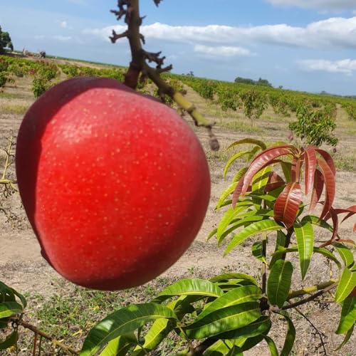 Red Mango Seeding Tree in Pot, Mango Fruit Tree Live Plant, 8-14 Inc Tall