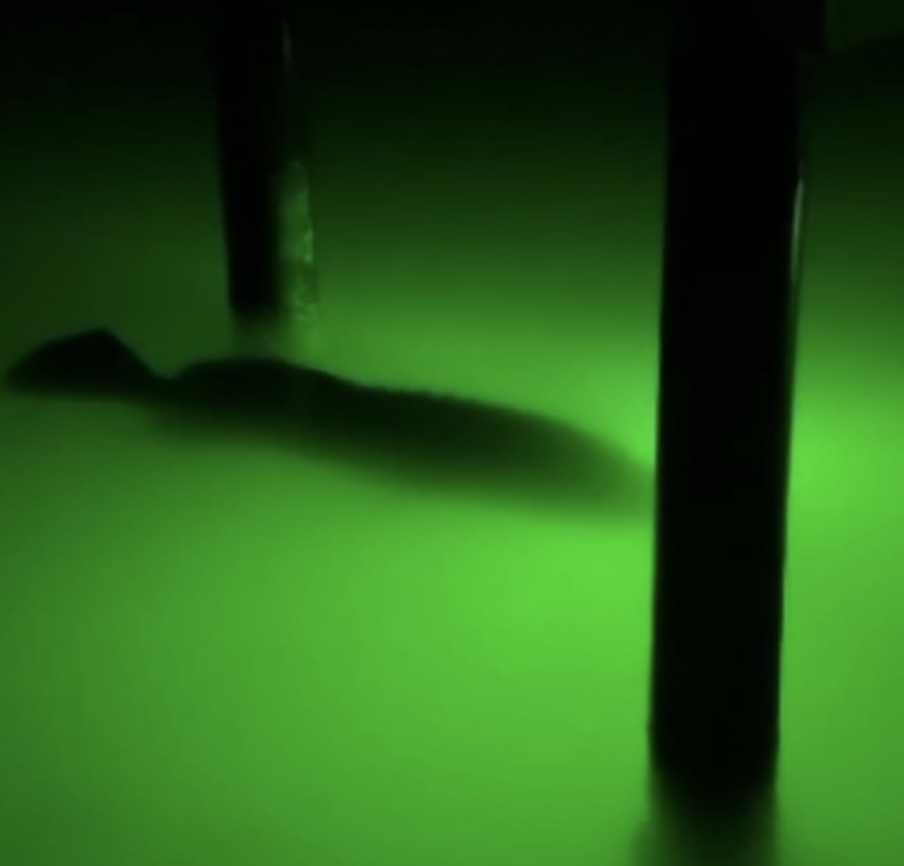Saltwater Approved Barnacle Burner Underwater Fish Light, 250 Watt Extreme Brilliant Green 21,000 Lumens Single Dock Light 50' Marine Grade Lamp Cable, Automatic Dusk to Dawn, Easy Self Installation.