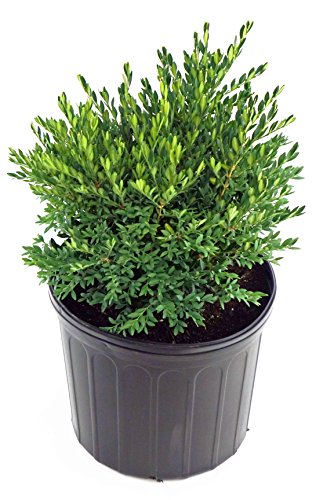 Buxus macro. asiat. 'Baby Gem' (Boxwood) Evergreen, #3 - Size Container