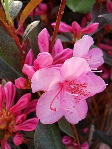 Rhododendron 'Aglo' (Rhododendron) Evergreen, pink flowers, #2 - Size Container