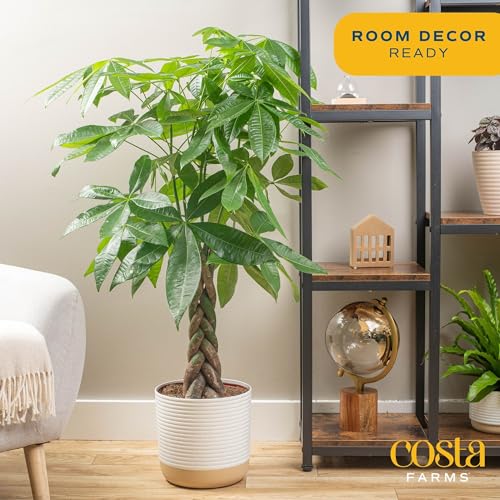 Costa Farms Money Tree Live Plants (2-Pack), Easy to Grow Houseplants in Indoor Garden Pot, Pachira Bonsai in Potting Soil, Birthday, Housewarming, Thank You Gift, Office and Home Decor, 3-4 Feet Tall