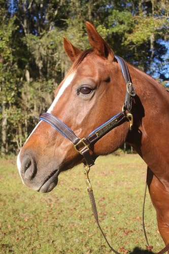 Tack Shack of Ocala Leather Halter with Customized Engraved Name Plate Option Halter for Horse | Brown/Brass, Padded Halter (Blue or Green) Black/Brass, Black/Chrome Options (Weanling/Small Pony)