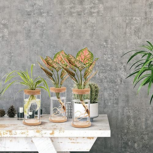 Plants Propagation Station - Desktop Plant Terrarium Glass Hydroponic Vases Water Plant Propagating Jars Gardening Gifts for Women Mom Plant Lovers (3Pcs, Separated Style)