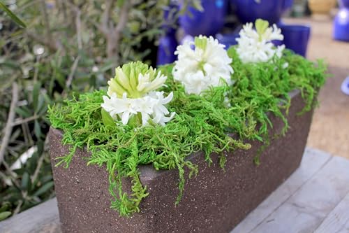 SuperMoss (25325) Forest Moss Preserved, Fresh Green, 3 Pounds