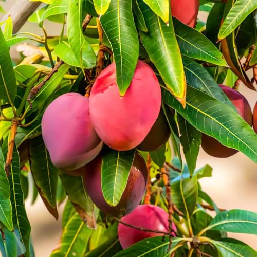 Red Mango Seeding Tree in Pot, Mango Fruit Tree Live Plant, 8-14 Inc Tall