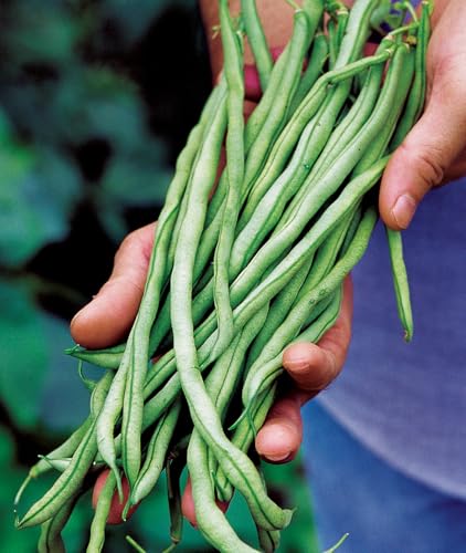 Burpee Yardlong Asparagus Pole Bean Seeds 1 ounces of seed