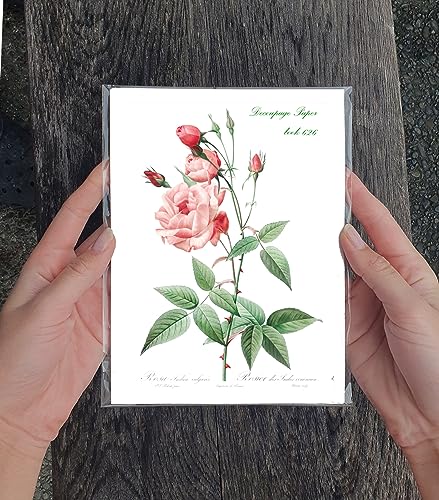 Decoupage Paper Pack (35 Sheets 6"x8") Beautiful Illustrations of Plants and Pretty Flowers FLONZ Vintage Illustration Pictures Cards for Decoupage, Craft and Scrapbooking